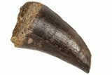 Fossil Mosasaur (Prognathodon) Tooth - Morocco #186522-1
